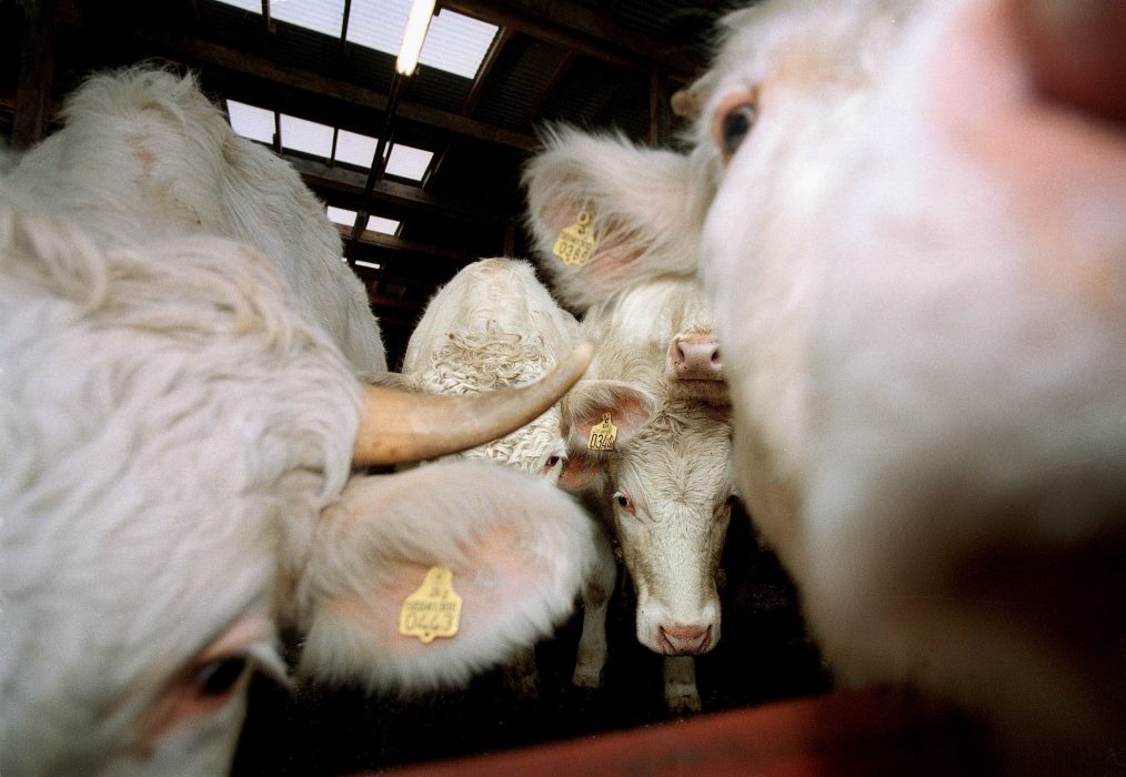 De flesta inom animalieindustrin mäter inte sina utsläpp av växthusgaser och försöker inte heller minska dem.
