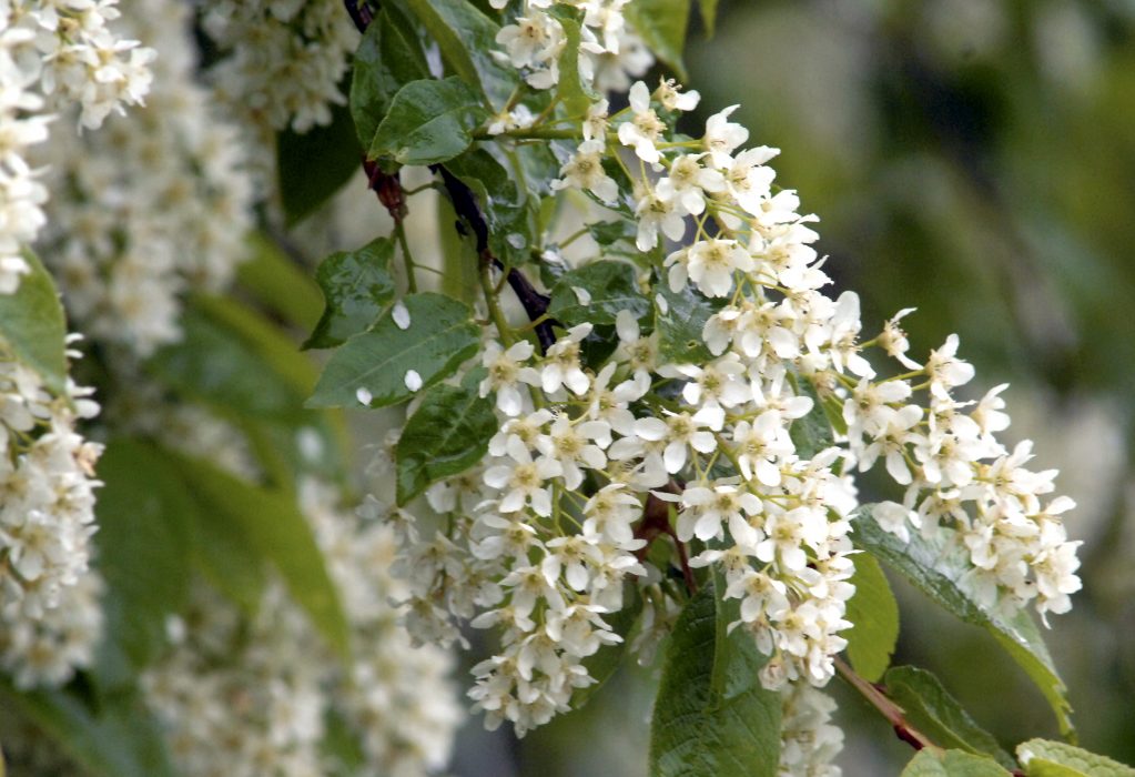 Häggen blommar ovanligt tidigt i år.