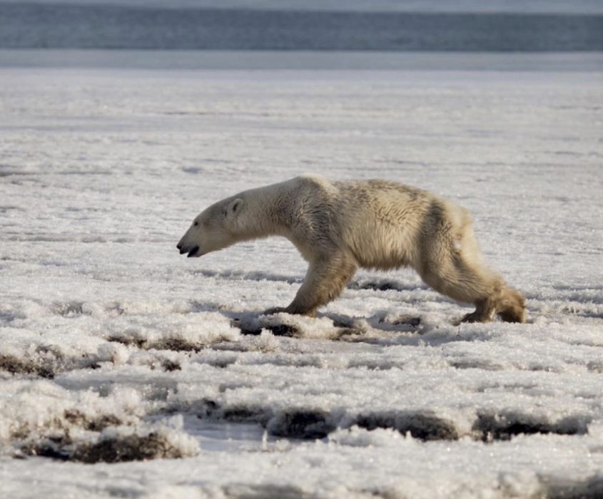 Klimatförändringarna är här och nu, därför vill Omställning Falkenberg att kommunen utlyser klimatnödläge.
