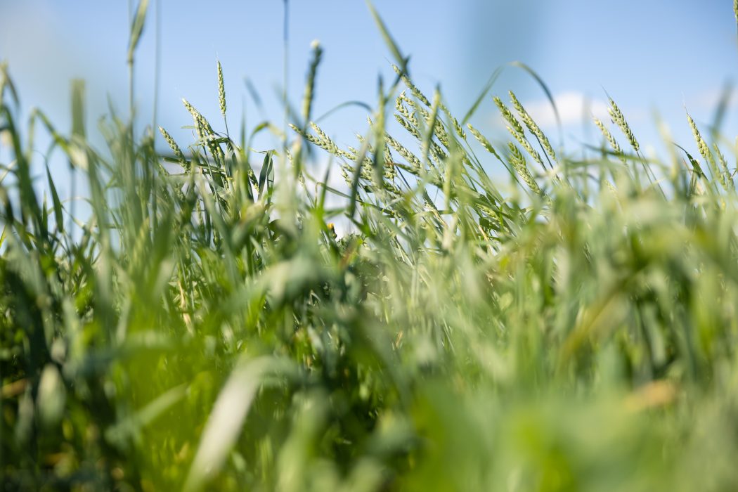 Conservation agriculture handlar om hur man drar nytta av naturliga funktioner för att skapa ett mer hållbart och motståndskraftigt jordbruk.
