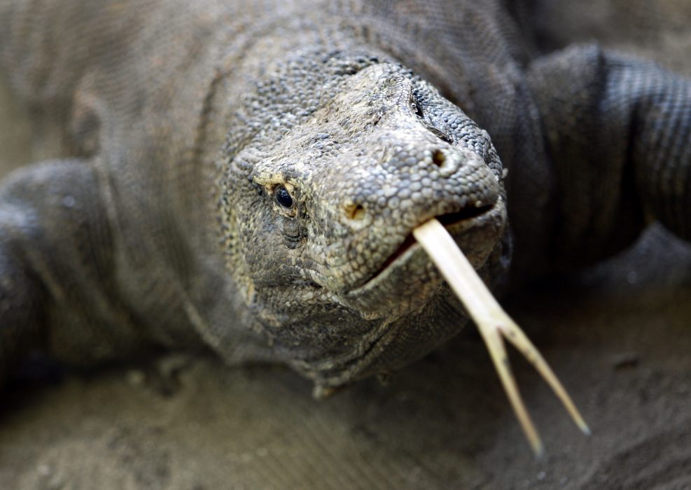 På ön Komodo i Indonesien, lever cirka 2 300 komodovaraner i det vilda.