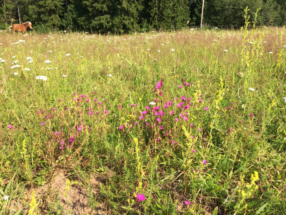 Gotlandsrussens bete gynnade markväxtligheten och pollinerande insekter.