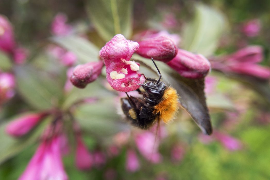 Humlan är en av de insekter som är känsliga för det giftiga växtskyddsmedlet Gaucho WS 70.
