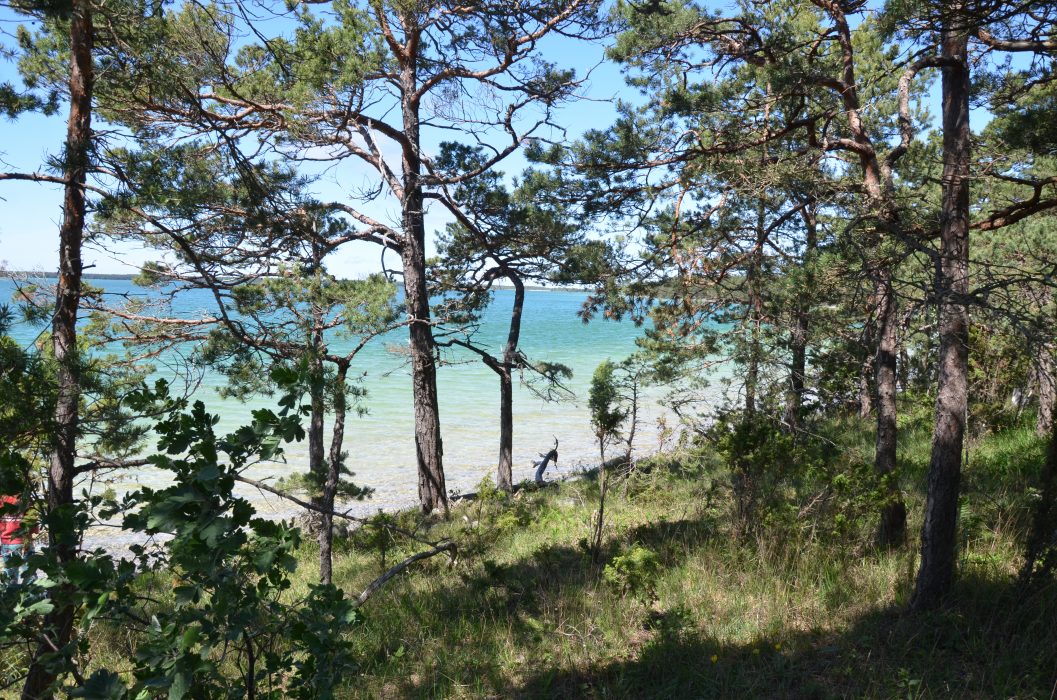 Senvuxna tallar i kanten av sjön.