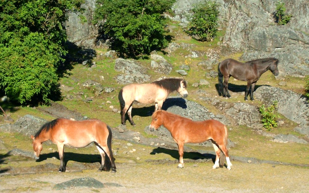 Gotlandsruss kan bidra till ökad biologisk mångfald, enligt en ny studie på SLU.