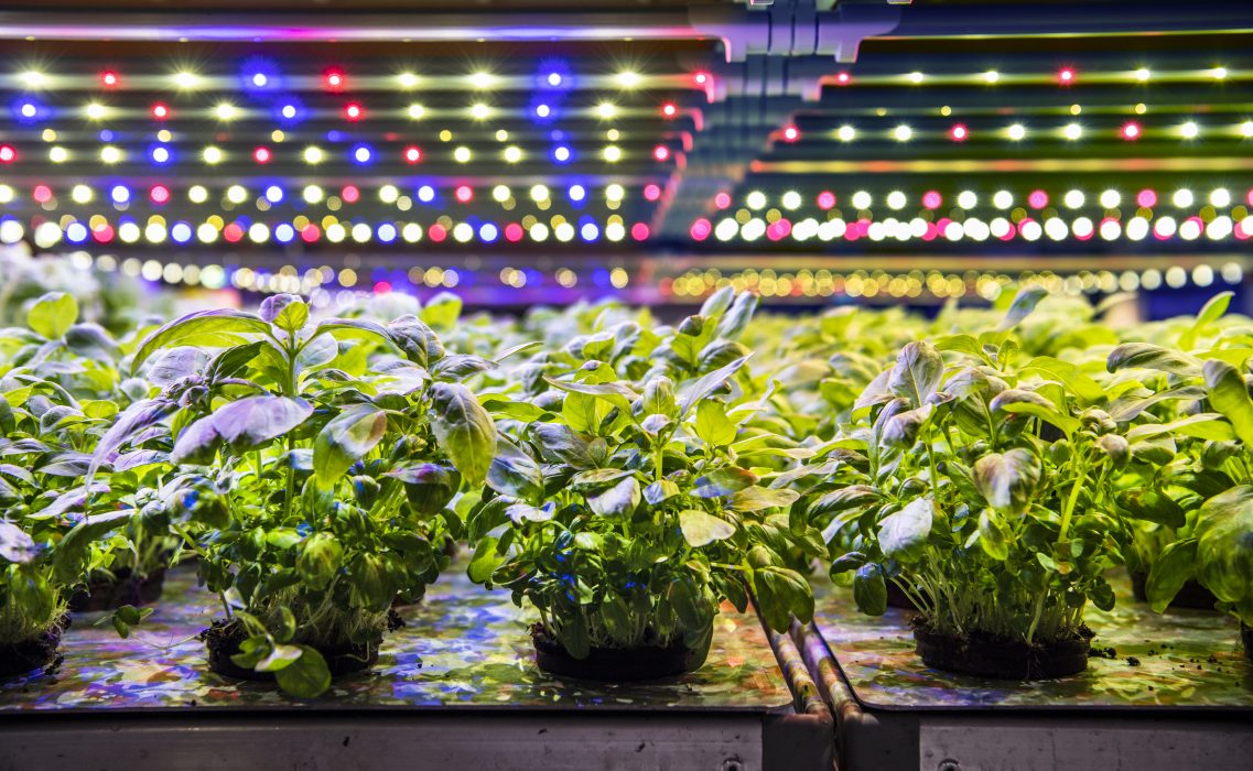 Hydroponisk inomhusodling hos food tech-startupen Grönska.