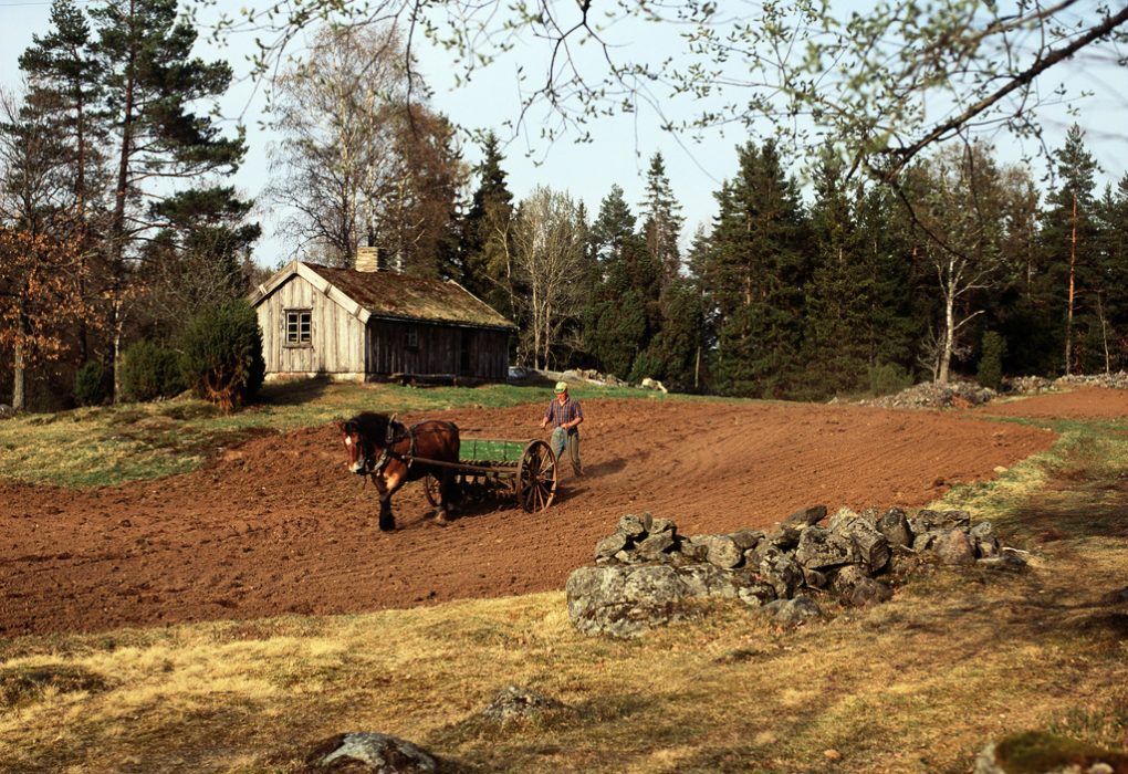 Torparvård på gammalt sätt.