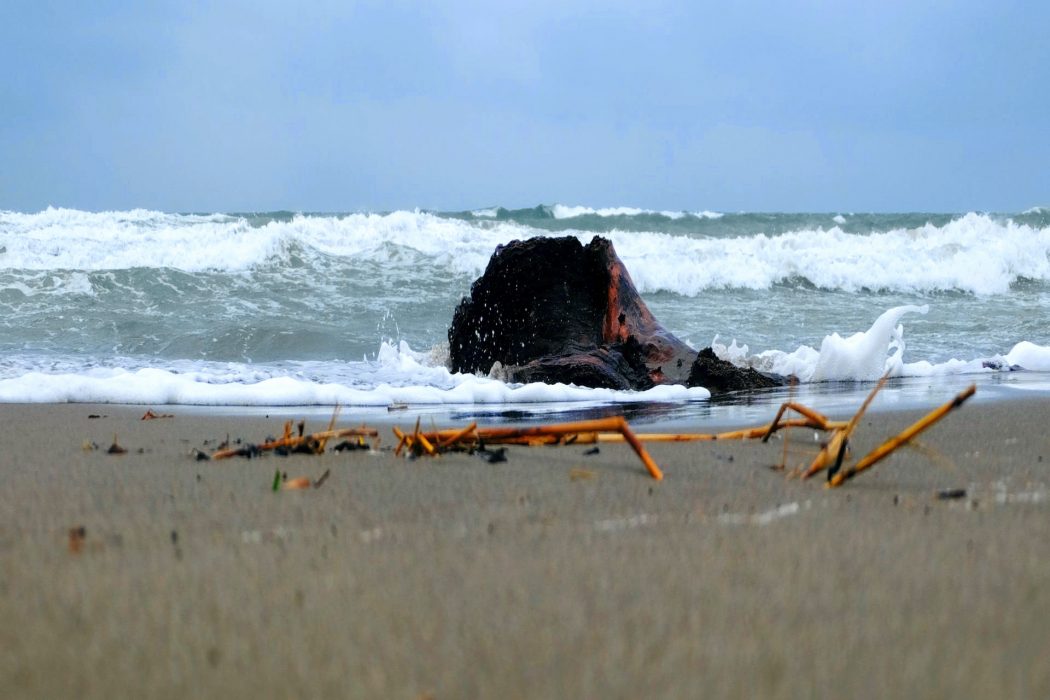 Drivved och tång i strandkanten kan ha svamp på sig som innehåller enzymer.