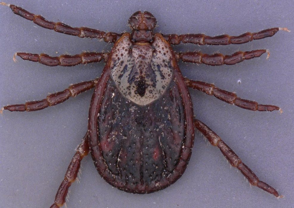 Brokig hundfästing (Dermacentor reticulatus), är en av de ovanliga fästingarna som har hittats i Sverige.