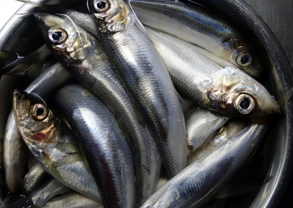 Rapporteringen om hur mycket sill/strömming respektive skarpsill som fångas i Östersjön kan innehålla stora felaktigheter, enligt en granskning.