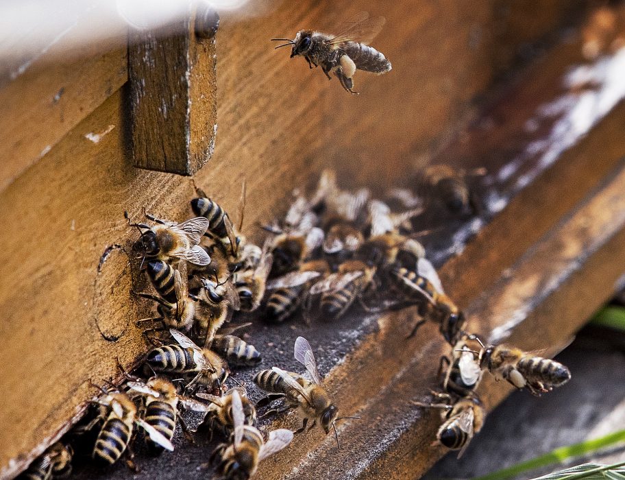 Bin är känsliga för insektsgifter.