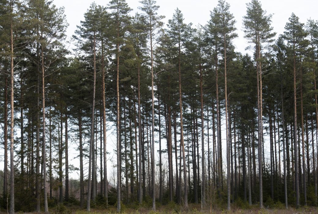 Forskare oroas över upptäckten av svampangrepp på tall i Sverige.
