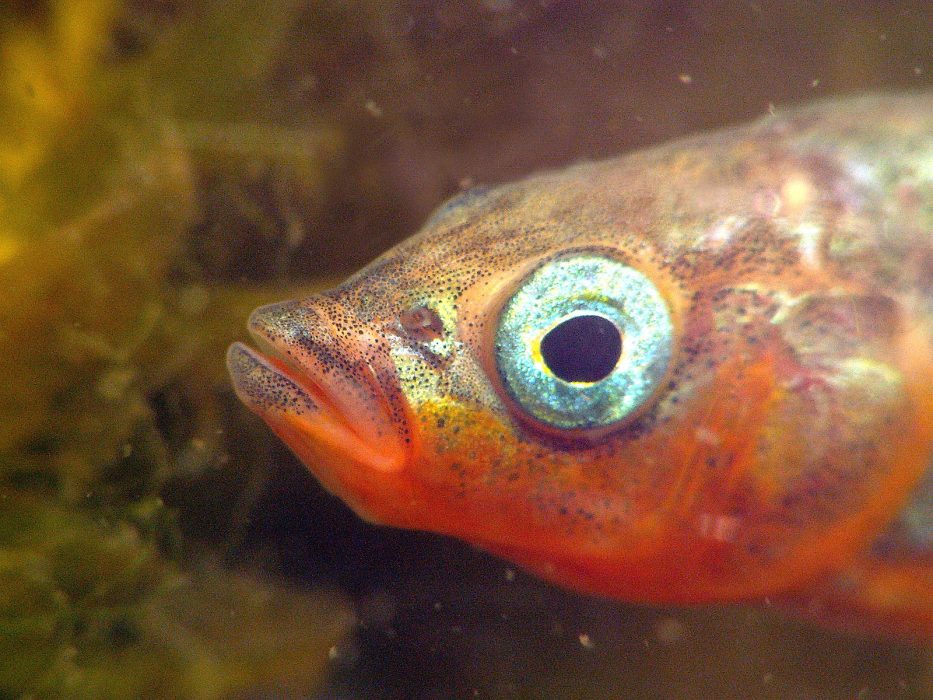 Forskarna är oroade över den kraftiga ökningen av antalet storspiggar på senare år.