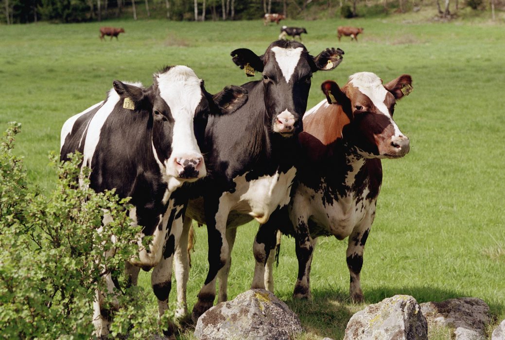 Köttkonsumtionen måste skäras ned, enligt forskare.
