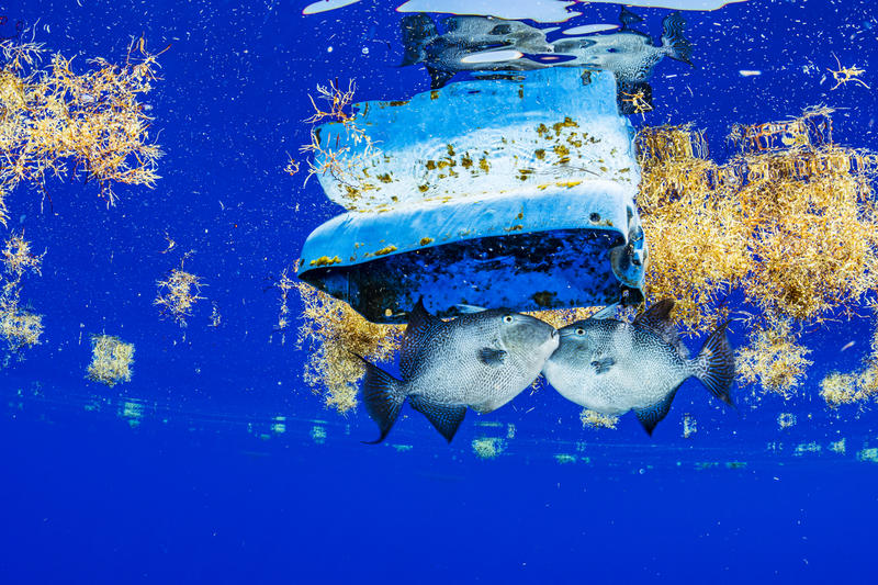Plastföroreningarna har hittat till ålarnas och  havssköldpaddornas fristad, Sargassohavet.