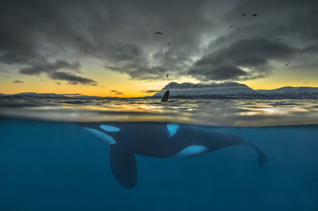 En späckhuggare fotograferad i solnedgången utanför Nordnorges kust.