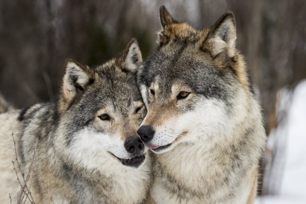 Jämtlands länsstyrelse vill att Naturvårdsverket omprövar beslutet att tillåta en fast stam på tiotalet vargar i länet.