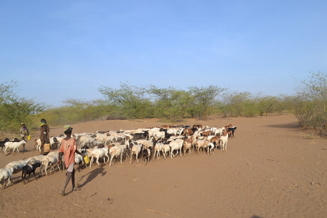 En ny studie visar att temperaturen i flera av Kenyas regioner redan nu har stigit med mer än 1,5 grader.