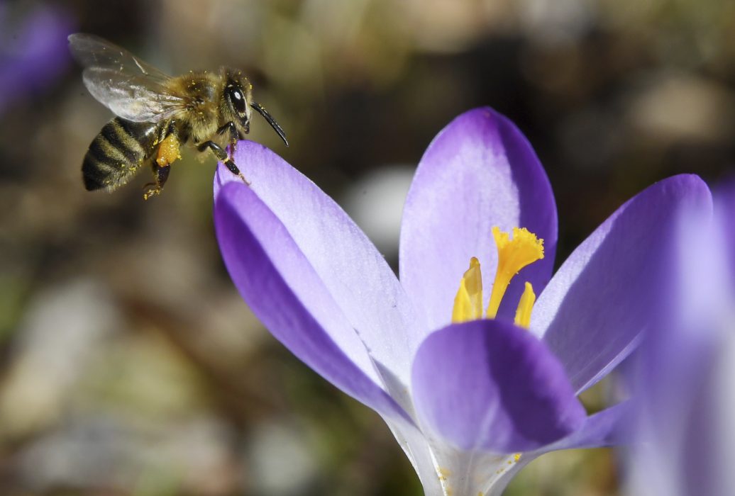 Naturvårdsverket uppmanar gästerna på Naturrum att "smyga på humlorna och fjärilarna i rabatten eller titta på fåglarna när de dricker och badar i fågelbaden".