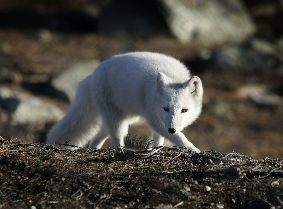 En ung fjällrävshona har slagit forskare med häpnad efter att ha vandrat från Svalbard till Kanada.