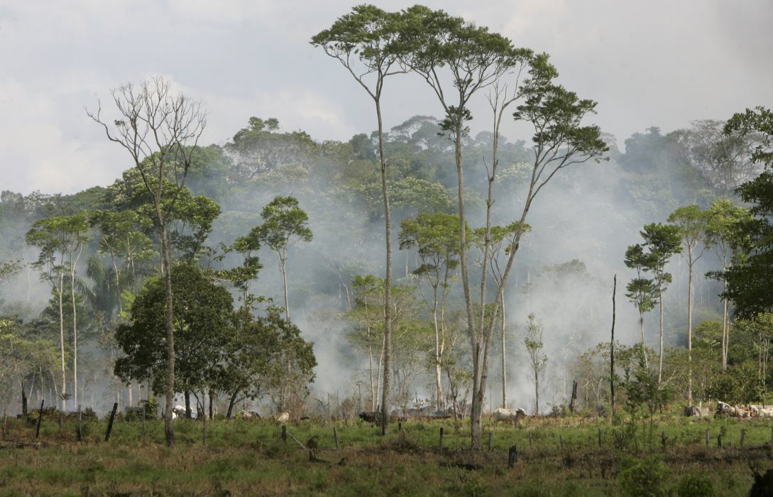 Skog i Peru.