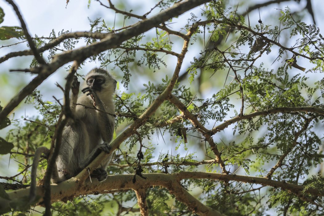 En grön markatta äter löv i östra Tanzania.