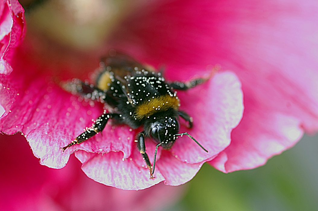  Odlade humlor är bättre på att pollinera tomater än tama bin.