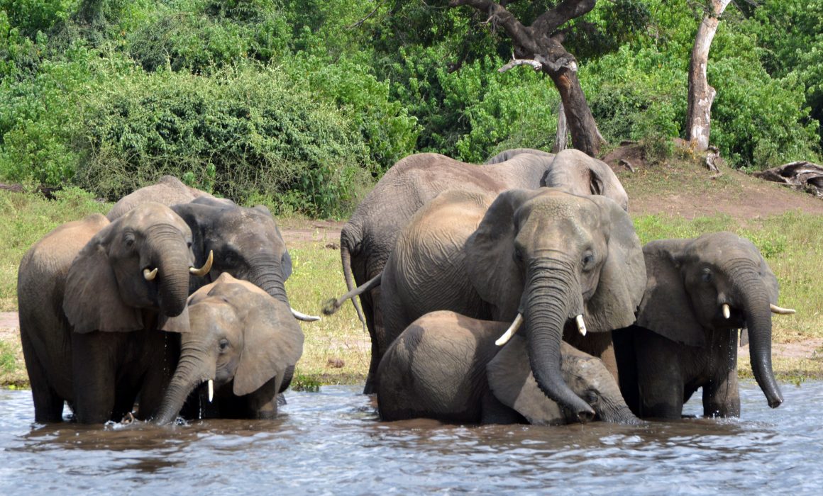 Botswana tillåter jakt på elefanter igen.