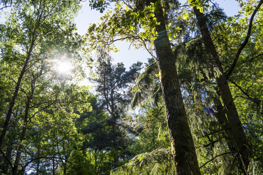 Doften av park- och skogmiljö är avstressande, enligt ny forskning.