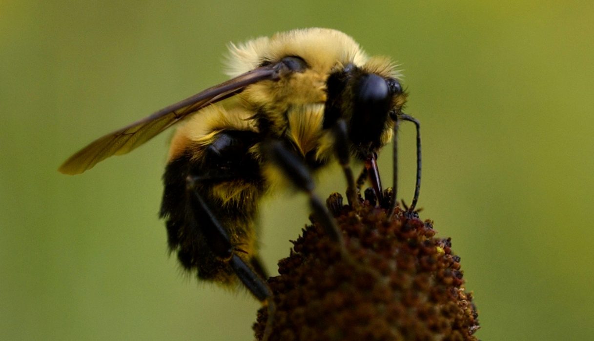 Humlan är en av de insekter som är känsliga för det giftiga växtskyddsmedlet Gaucho WS 70.