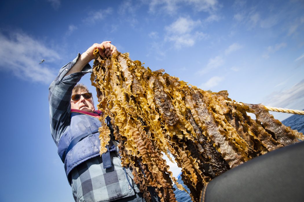 Fredrik Gröndahl, forskare i vatten och miljöteknik vid KTH, vid en av Seafarms algodlingar vid Kristinebergs marina forskningsstation i Lysekil.