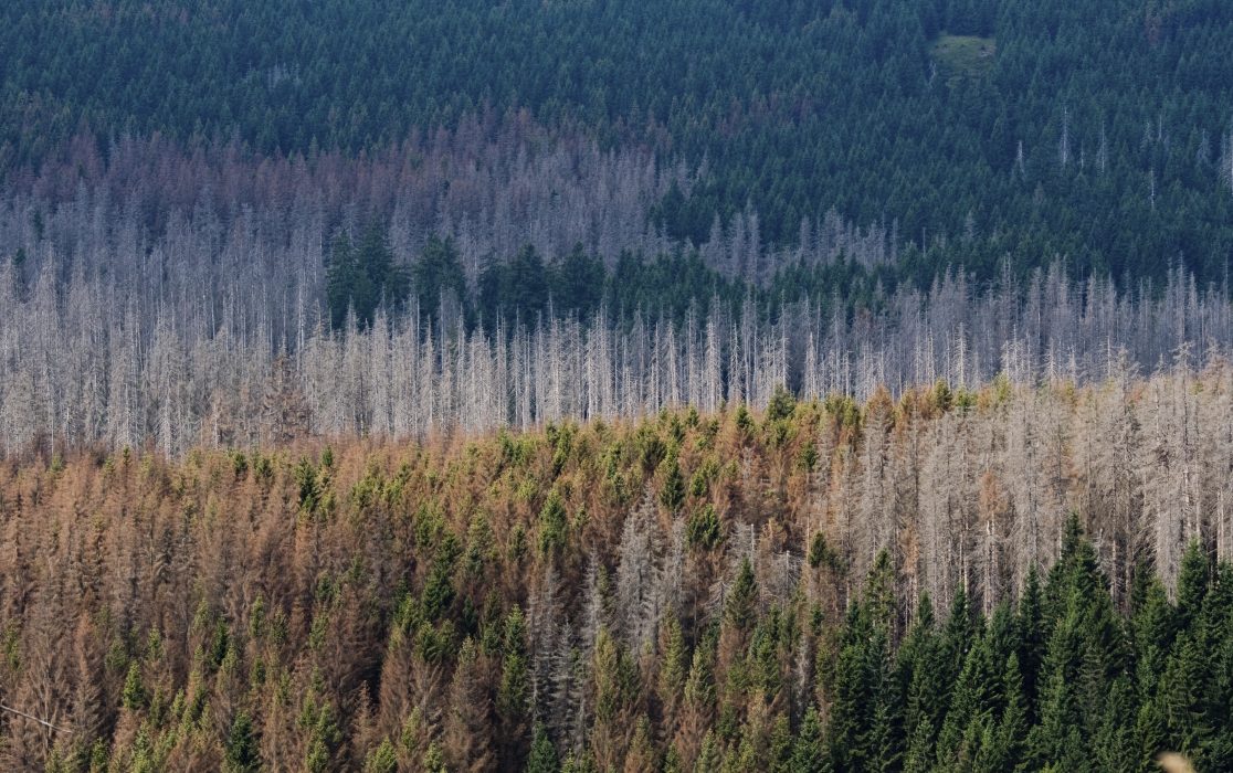 Torkan bereder väg för granbarkborren som snabbt kan förstöra stora delar av granskogen.