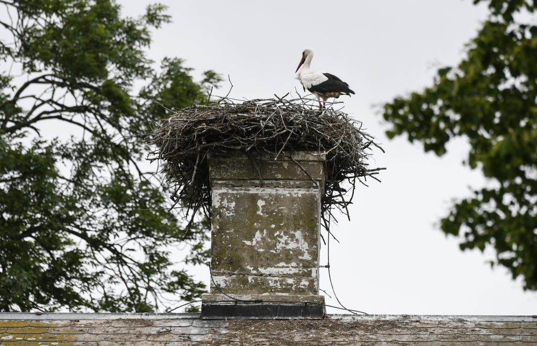 En stork vakar vid sitt bo på taket på Flyinge Kungsgård.