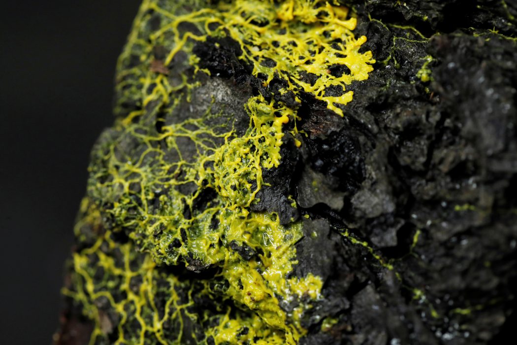 ”Le Blob”, med det latinska namnet Physarum polycephalum, visas på Parc Zoologique i Paris.