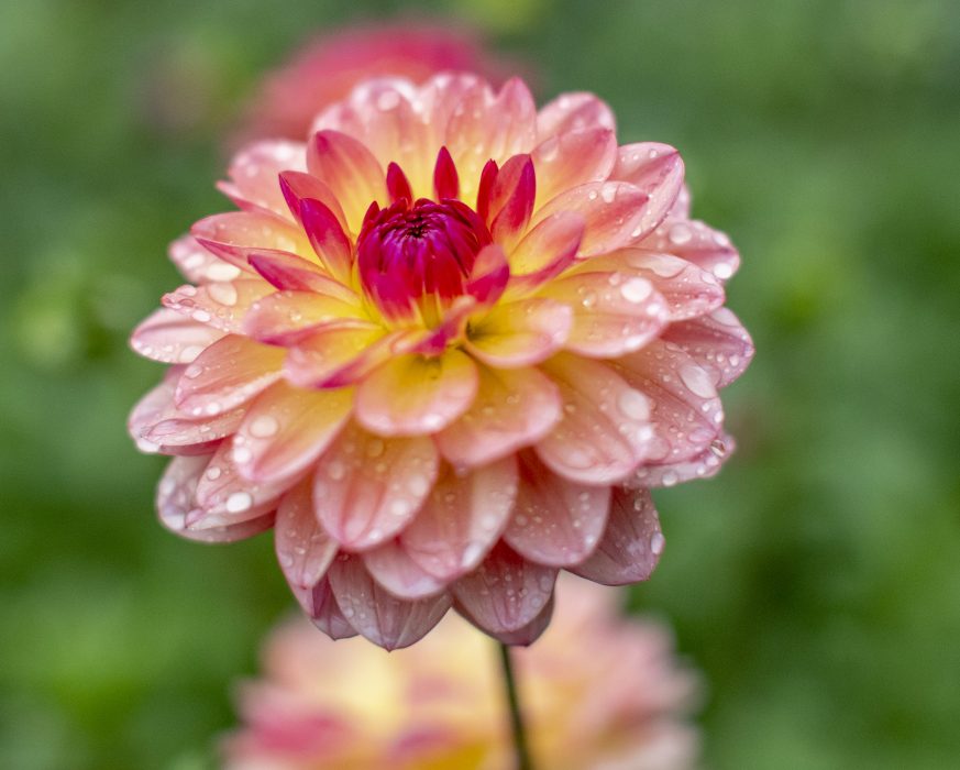 En blommande dahlia med vattendroppar på sig.