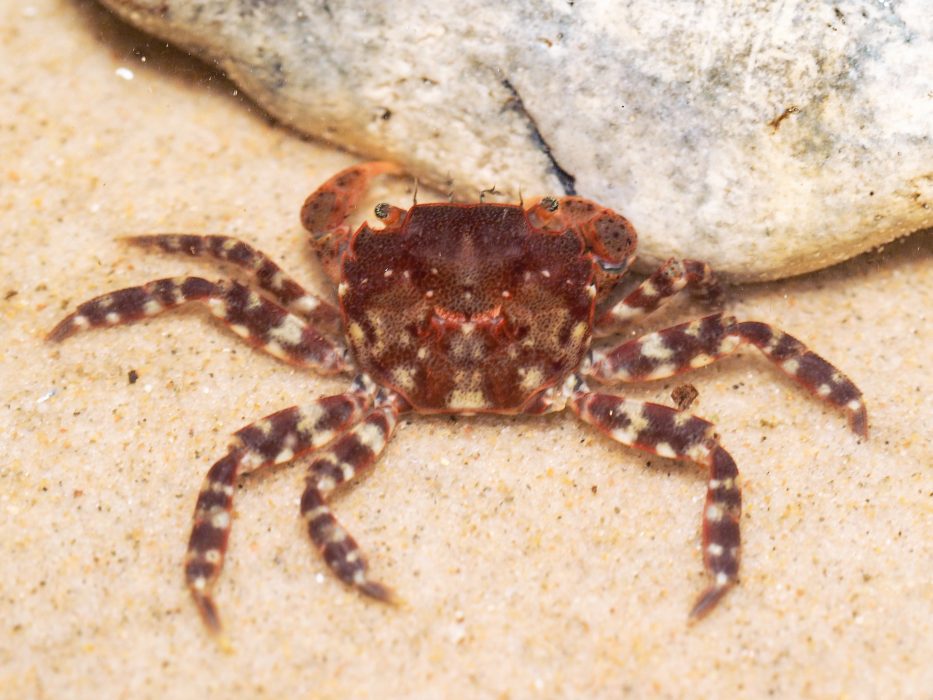 Asiatisk strandkrabba, på svenska även kallad blåskrabba.