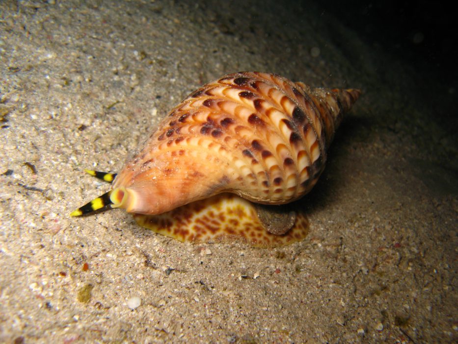 Jättesnigeln Giant Triton är naturlig fiende till korallätande sjöstjärnor.