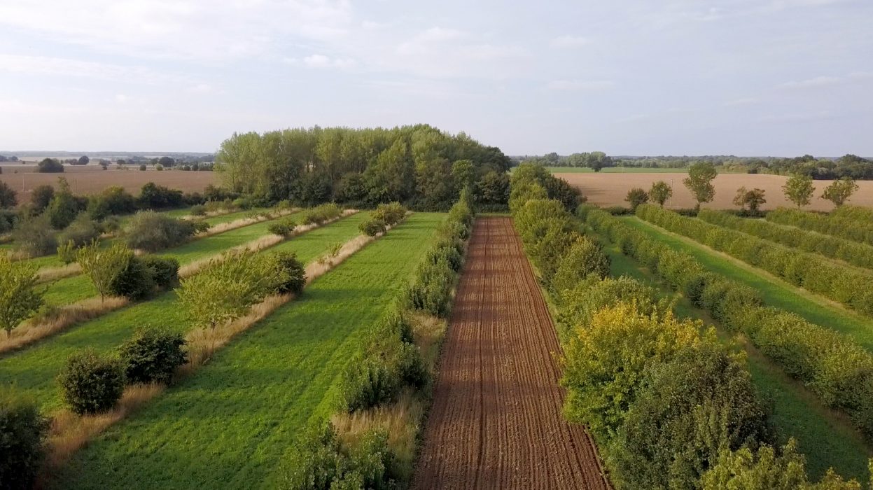 Alléodling  i Suffolk, ur Maja Lindströms film Agroforestry.