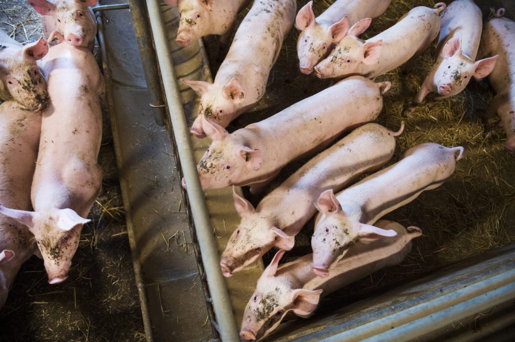 Grisar och fjäderfän har blivit fler i Sverige medan nötkreaturen och fåren har blivit färre.