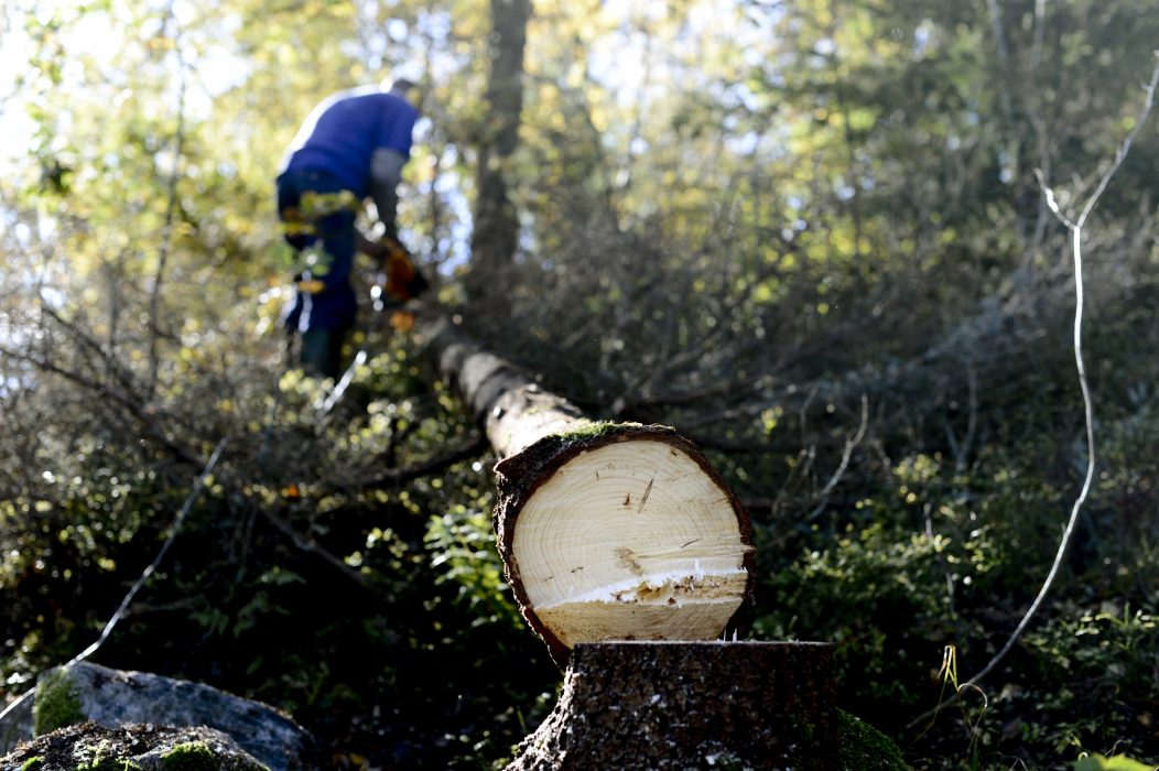 Skogsstyrelsen föreslår att myndigheten inte längre ska registrera höga naturvärlden, så kallade nyckelbiotoper, när skogsägare anmäler att de tänker avverka skog.
