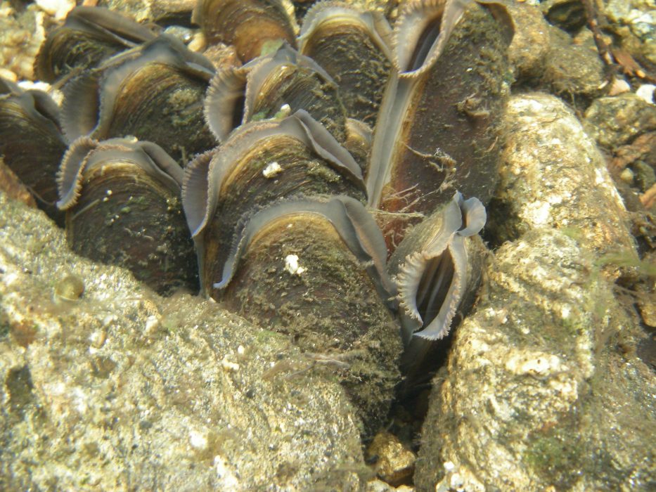Flodpärlmusslan.