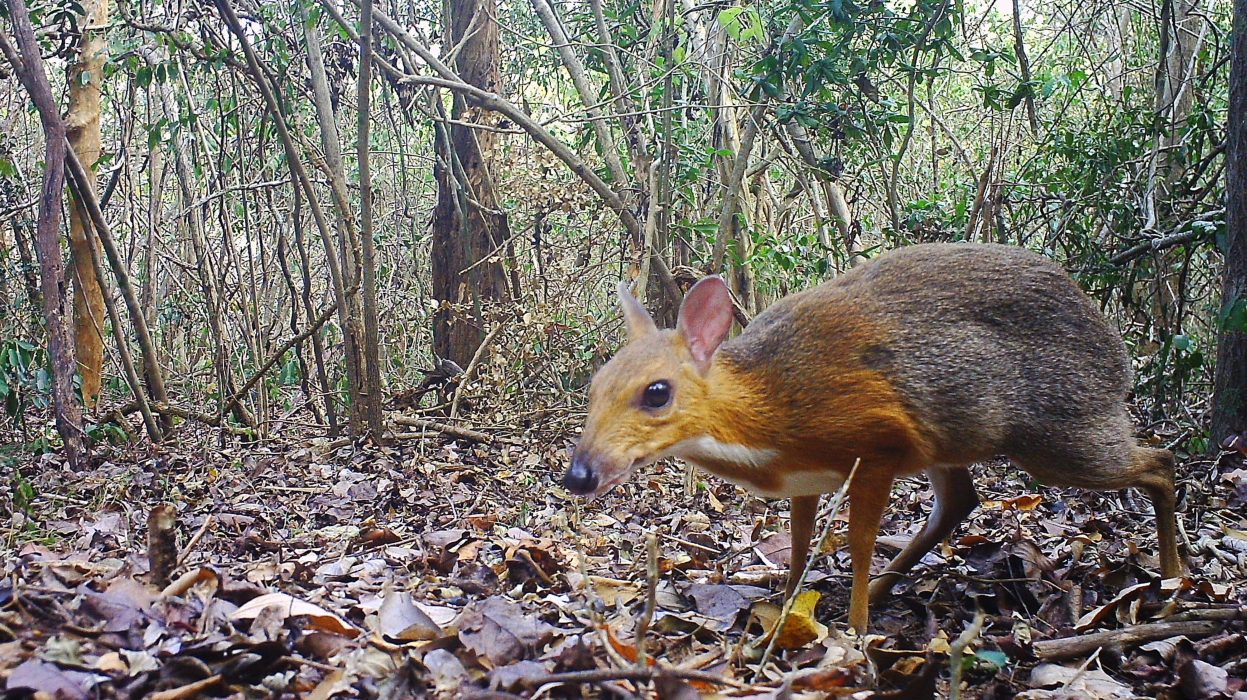 Den vietnamesiska mushjorten (Tragulus versicolor) lever och har hälsan.