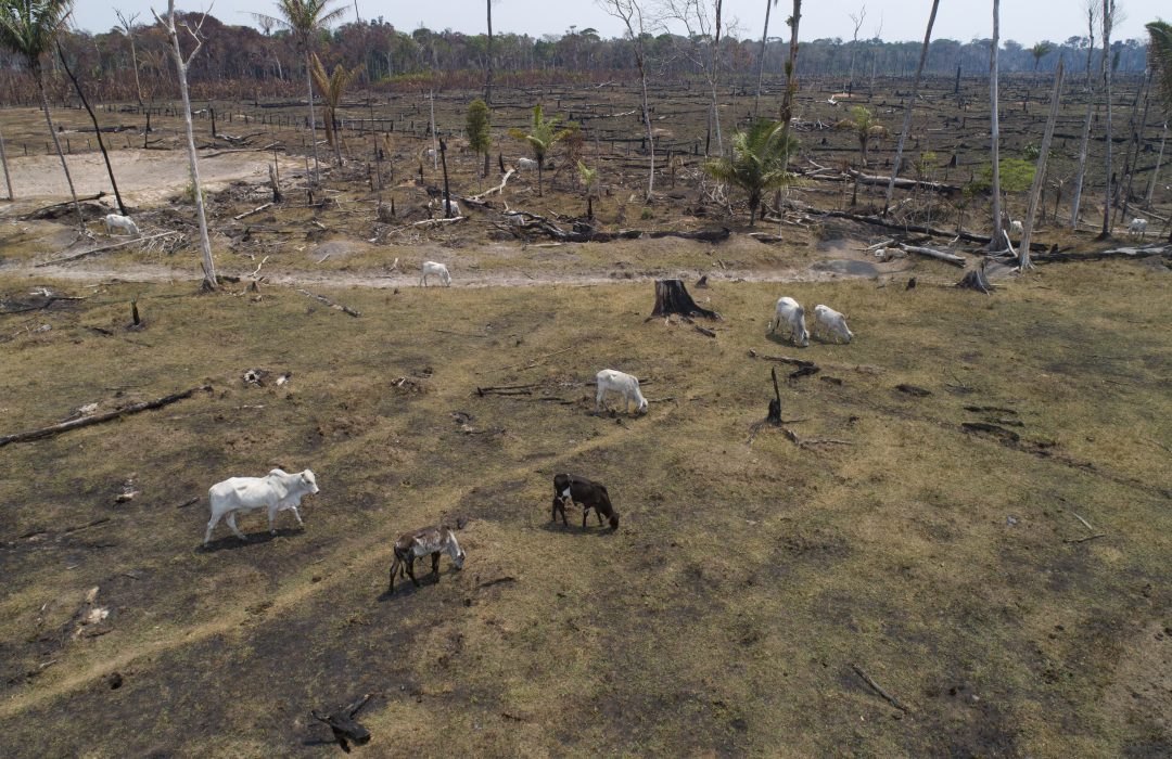 Skövlingen av Amazonas har nått den högsta nivån sedan 2008.