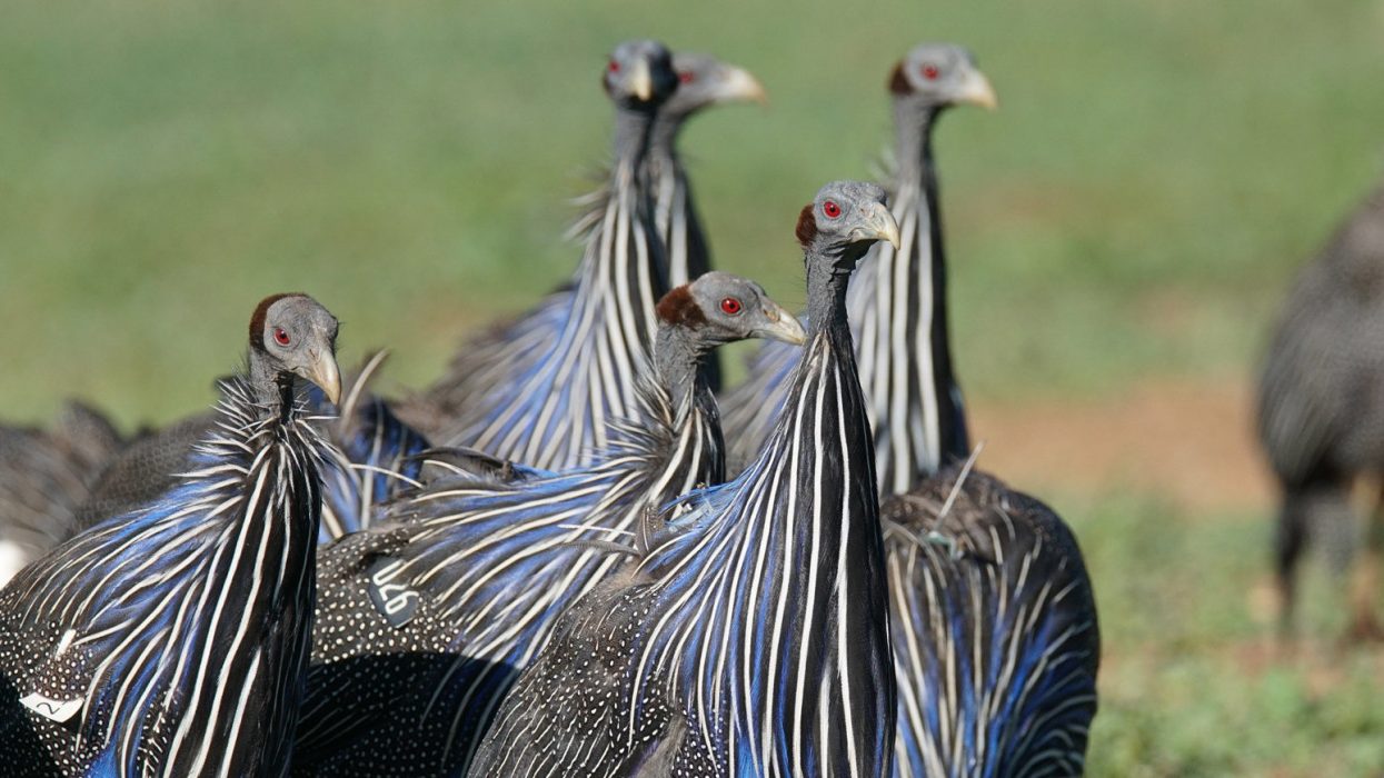 Gampärlhönan, som lever bland buskarna i Afrika, tillhör en gammal släktlinje och påminner nästan mer om en urtida dinosaurie än om en fågel.