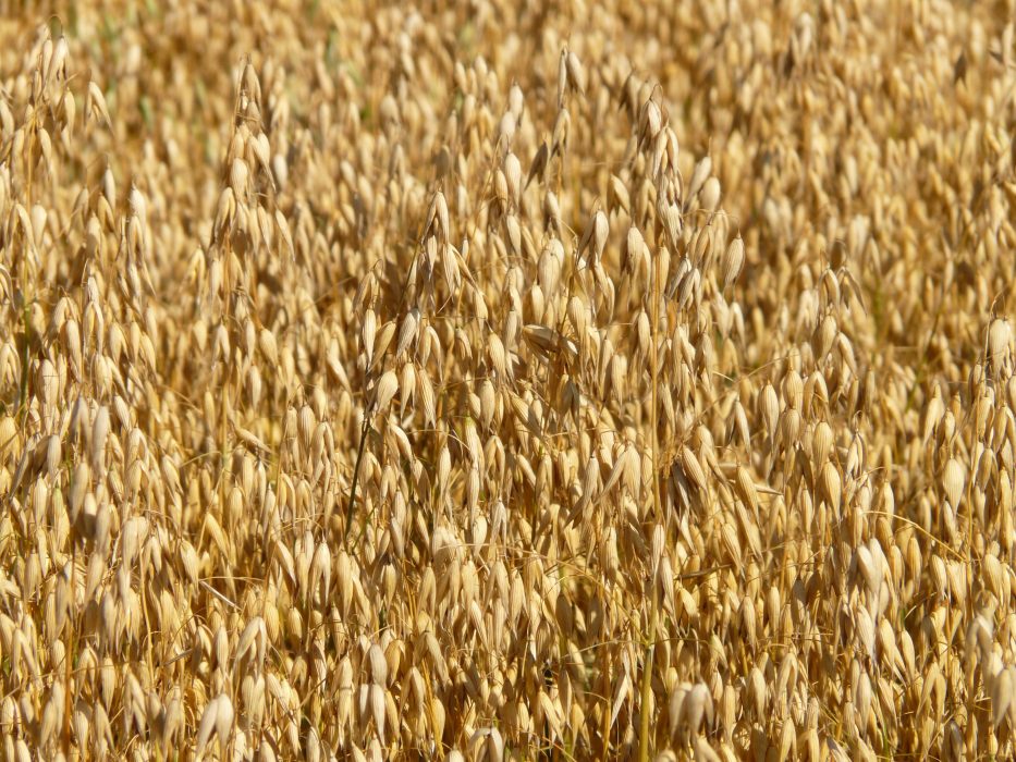 Havre är populärt bland konsumenter världen över.