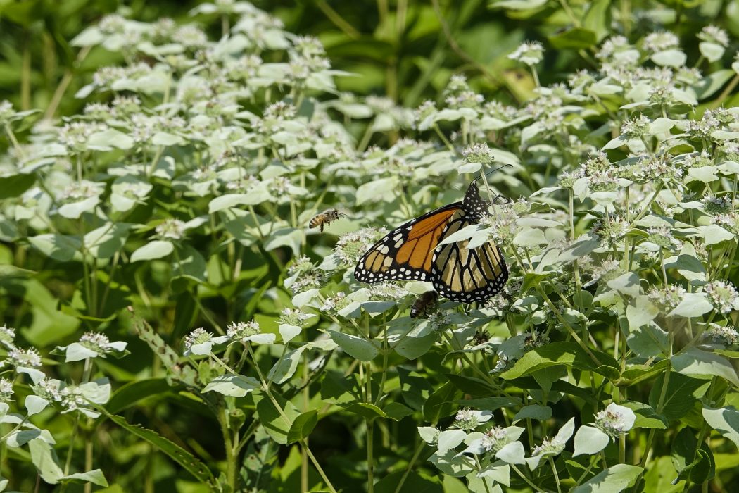 Ängar är viktiga för att bevara pollinatörer som bin och fjärilar.