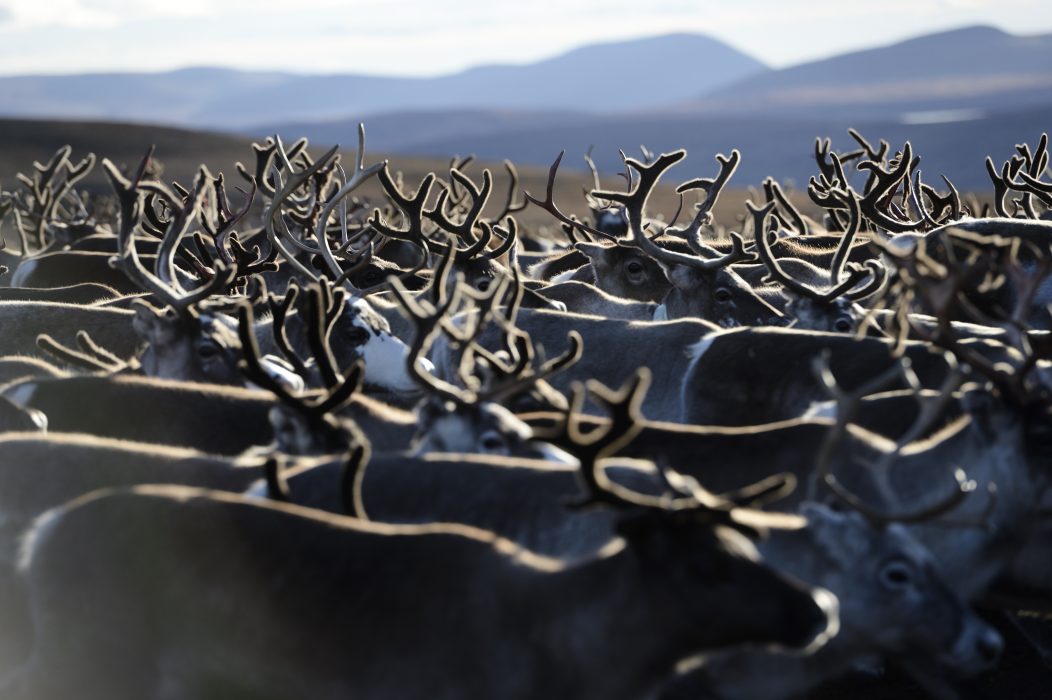 Renar är viktiga för klimatet, visar forskning från Göteborgs universitet.
