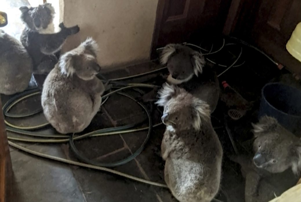 Koalor i Cudlee Creek sitter i en bostad efter att ha blivit räddade från en brand i en trädgård.