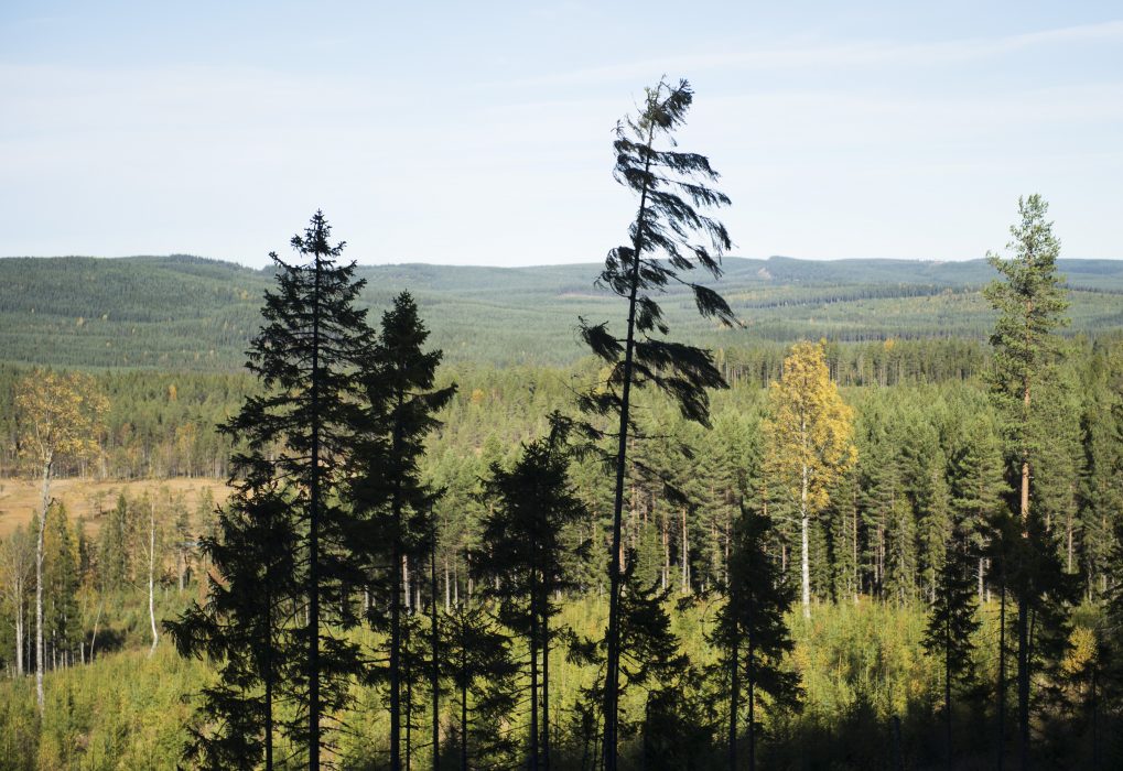 Varje år inkommer runt 65 000 avverkningsanmälningar i Sverige.