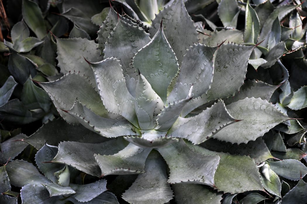 Agave har fördelen att den kan växa där det är väldigt torrt och kan dessutom användas till många olika saker, skriver Hans Sternlycke.